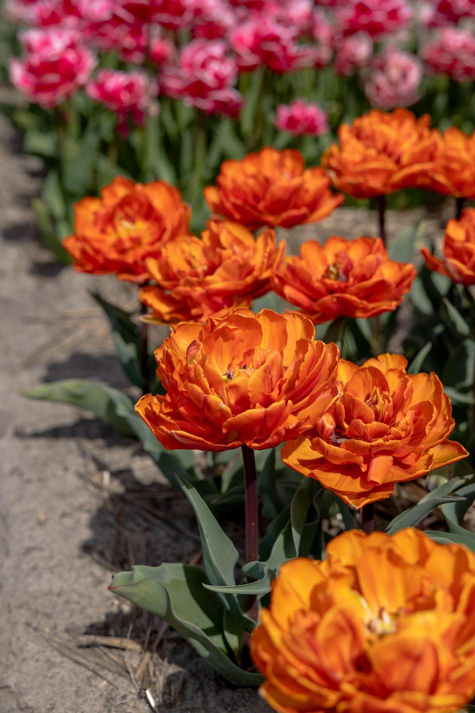 Tulpan 'Orange Princess'